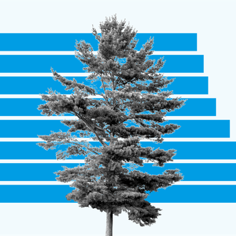 ENERGY & ENVIRONMENT 16 Pine Tree Horizontal Bars Blue